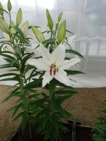 [4309 Enchante GA No01.JPG]